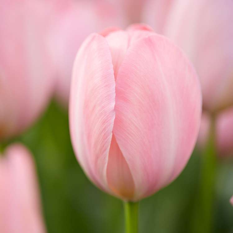 Tulpanen 'Mystic van Eijk'